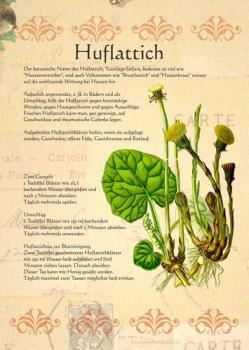 Huflattich